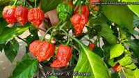 Reaper x Moruga - Pepper Seeds - White Hot Peppers